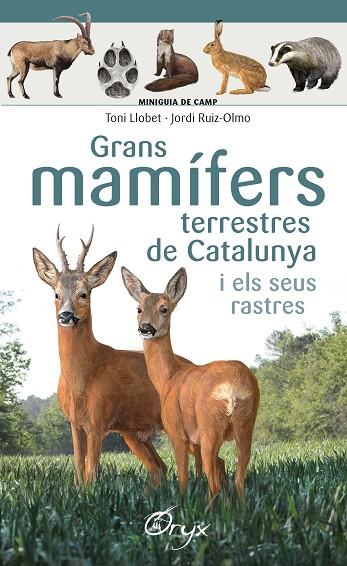 GRANS MAMÍFERS TERRESTRES DE CATALUNYA I ELS SEUS RASTRES | 9788490347881 | LLOBET FRANÇOIS , TONI/RUIZ-OLMO, JORDI | Cooperativa Cultural Rocaguinarda