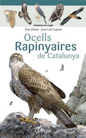 OCELLS RAPINYAIRES DE CATALUNYA | 9788490346785 | LLOBET FRANÇOIS, TONI/COPETE, JOSÉ LUIS | Cooperativa Cultural Rocaguinarda