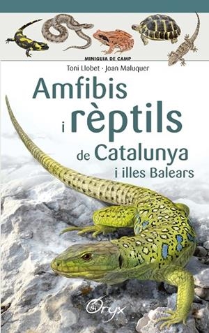AMFIBIS I RÈPTILS DE CATALUNYA I ILLES BALEARS | 9788490346792 | LLOBET FRANÇOIS , TONI/MALUQUER MARGALEF, JOAN | Cooperativa Cultural Rocaguinarda