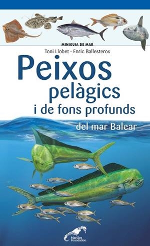PEIXOS PELÀGICS I DE FONS PROFUNDS DEL MAR BALEAR | 9788490349397 | LLOBET FRANÇOIS, TONI/BALLESTEROS SAGARRA, ENRIC | Cooperativa Cultural Rocaguinarda