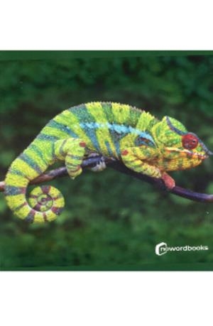 ANIMALES DE LA SELVA | 9788412683615 | Cooperativa Cultural Rocaguinarda