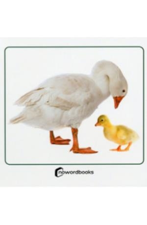 ANIMALES DOMESTICOS Y SUS CRIAS | 9788412683622 | Cooperativa Cultural Rocaguinarda