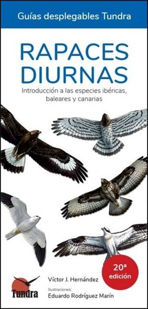 RAPACES DIURNAS 20º EDICION - GUIAS DESPLEGABLES TUNDRA | 9791387759056 | HERNANDEZ, VICTOR J. | Cooperativa Cultural Rocaguinarda
